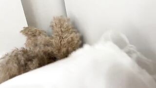 Sniffed panties and fucked sweetie in a wet pussy, a steamy scene